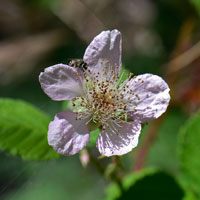 Whitebark Raspberry and Black Raspberry, Rubus leucodermis