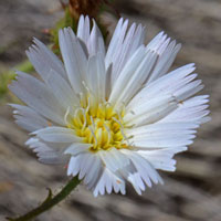 White Tackstem or Desert Chicory, flowers often purple-tinged; Calycoseris wrightii