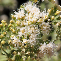 Fragrant Snakeroot or Herbaceous Joepieweed, Ageratina herbacea