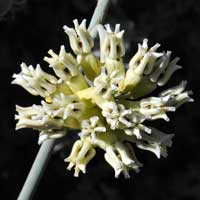 Rush Milkweed or Desert Milkweed, Asclepias subulata 