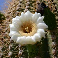 Saguaro or Saguaro Cactus, Carnegiea gigantea, Saguaro