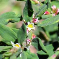 Onyxflower or Cooper Frostmat, Achyronychia cooperi