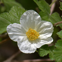 New Mexico Raspberry or Thimble-berry, Rubus neomexicanus