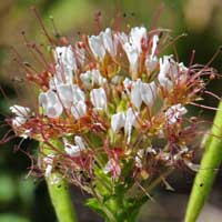 Redwhisker or Western Clammyweed, Polanisia dodecandra