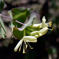 Western White Honeysuckle, flowers may also be cream or rarely pale yellow. Lonicera albiflora