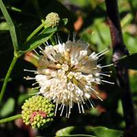 White or yellowish-white; Cephalanthus occidentalis, Common Buttonbush