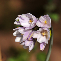 Bluedick or Blue Dicks; flowers blue, blue-purple, pink-purple, blue-violet or white, Dichelostemma capitatum