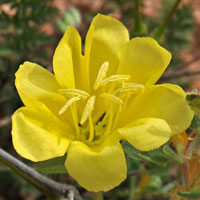 Large Yellow Desert Primrose, Oenothera primiveris