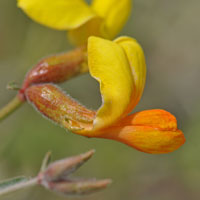 Shrubby Deervetch or Desert Rock Pea, Lotus rigidus