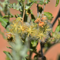 Hollyleaf Bursage or Woolly Fruit Bur Ragweed has greenish almost inconspicuous flowers, male and female on the same plant (monecious). Here are female flowers that will produce the fruit, a woolly bur. Ambrosia eriocentra 