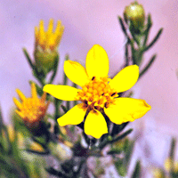 Pricklyleaf Dogweed or Fetid Marigold, Thymophylla acerosa