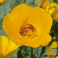 California Goldenpoppy, Desert Gold Poppy, Eschscholzia californica