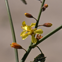 Wand Holdback, Hoffmannseggia microphylla