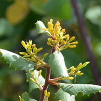 Redberry Buckthorn or Hollyleaf Buckthorn, Rhamnus crocea