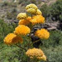 Goldenflower Century Plant, Agave chrysanth