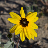 Showy Sunflower or Snowy Sunflower, Helianthus niveus