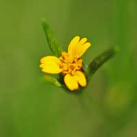 Fewflower Beggarticks or Tickseed, Bidens-leptocephala
