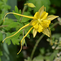 Golden or Southwestern Yellow Columbine, Aquilegia chrysantha