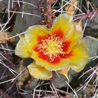 Long-spined Prickly Pea, Opuntia macrocentra