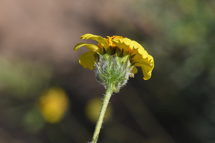 Virgin River Brittlebush has yellow flowers, both ray and disk florets. Note here that the phyllaries subtending the flower are narrowly ovate to deltate. Encelia virginensis