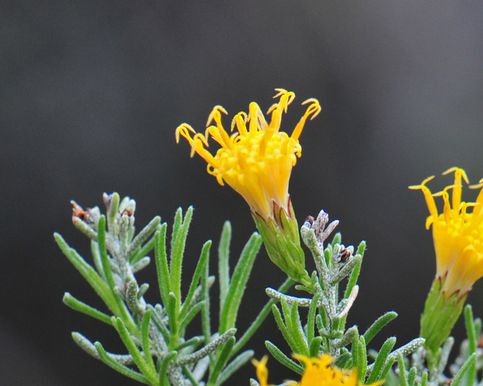 Turpentine Bush, has yellow flowers and bracts that are surrounding the flower heads that are linear to lanceolate in shape. Ericameria laricifolia