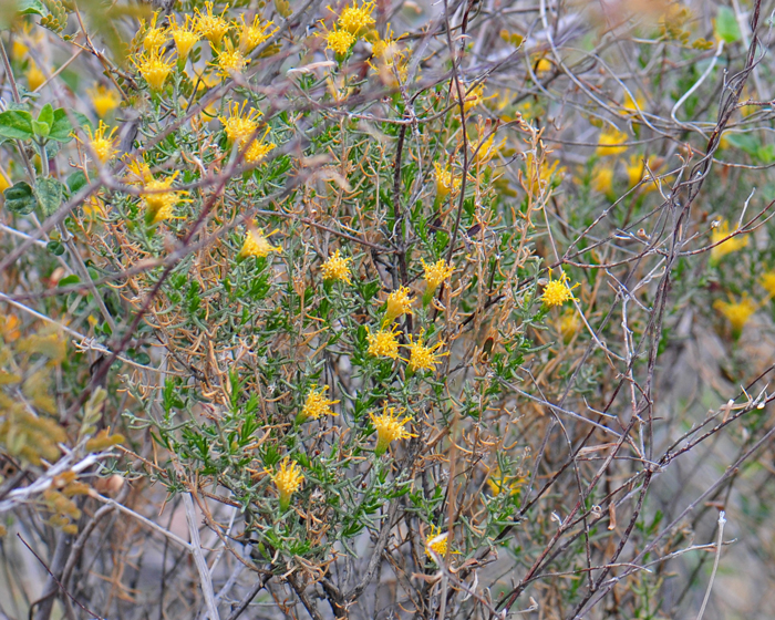 Turpentine Bush is found in the Southwestern United States in AZ, CA, NM, NV, TX and UT. It is also native to Baja California and northern Mexico (Chihuahua and Coahuila). Ericameria laricifolia