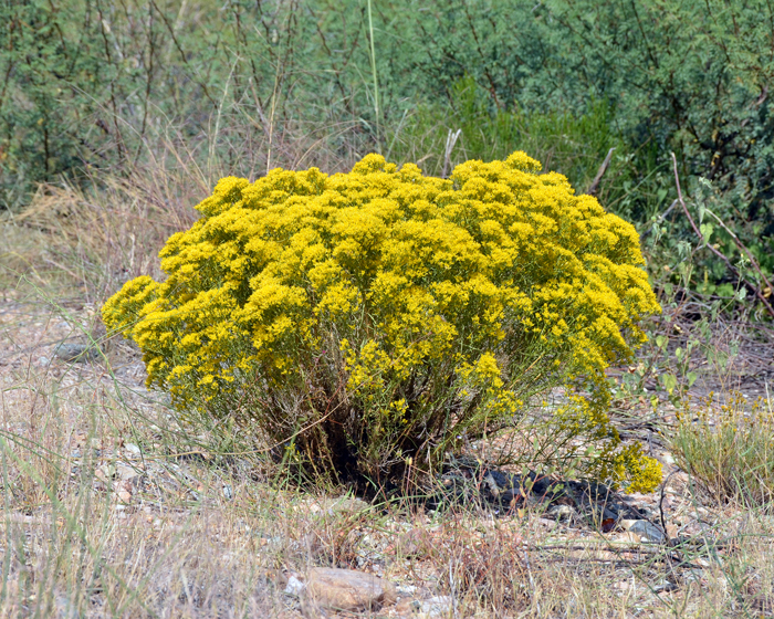 Rubber Rabbitbrush: As a whole, the members of the genus Ericameria are generally referred to as Goldenbush, Turpentine Bush, Rabbitbrush and Rabbitbush. They were all formerly described as Aplopappus, Haplopappus or Chrysothamnus Ericameria nauseosa