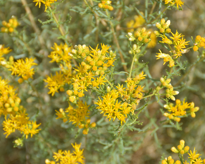 Rubber Rabbitbrush has showy yellow flowers in many small heads in clusters. The flower heads sit on the tips of stems. Note that disk florets absent. Ericameria nauseosa