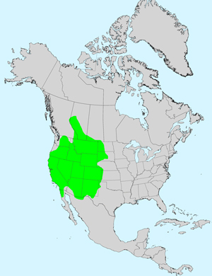 North America species range map for Rubber Rabbitbrush, Ericameria nauseosa: Click image for full size map.