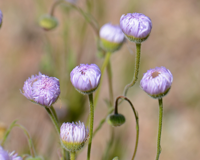 Spreading Fleabane blooms from February or March through to August or October. Blooming seasons are quite variable across the wide geographic range. Erigeron divergens