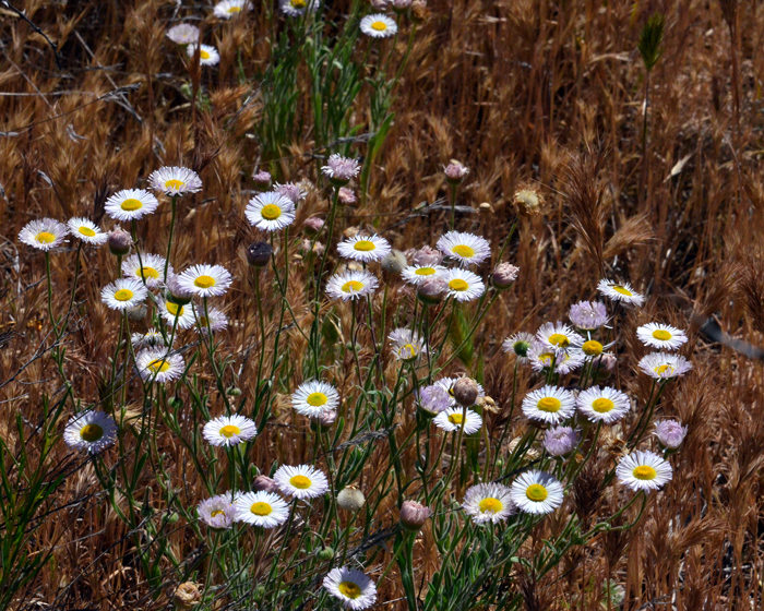 Spreading Fleabane has multiple habitat types; lower and upper deserts, desert scrub to grasslands, pinyon-juniper and pine forests, dry or moist, rocky slopes, mesas, washes, gravel or sandy flats and disturbed areas. Erigeron divergens