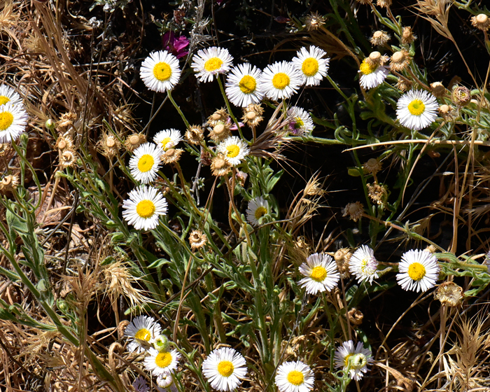 Spreading Fleabane is an annual or short-lived perennial that is also called; Branching Fleabane, Desert Fleabane, Fleabane Daisy and Spreading Daisy. Erigeron divergens