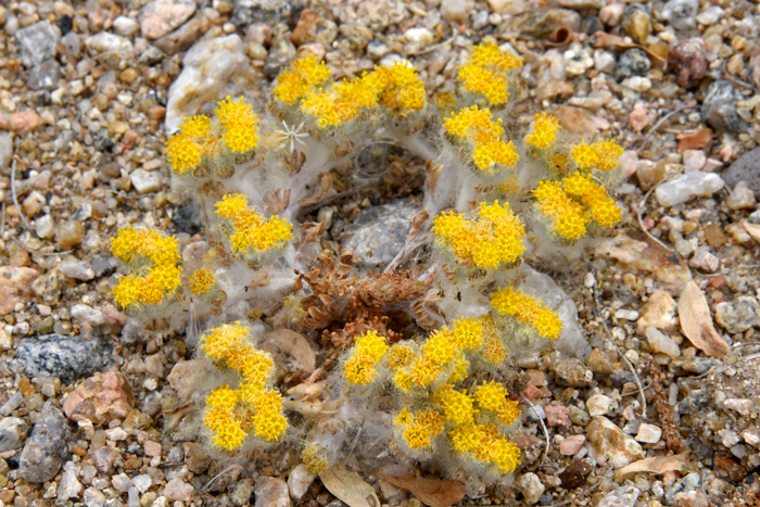Pringle's Wooly Sunflower has single or small clusters of flowers growing from leaf axils. The plants bloom from March to July across its small geographic range. Eriophyllum pringlei