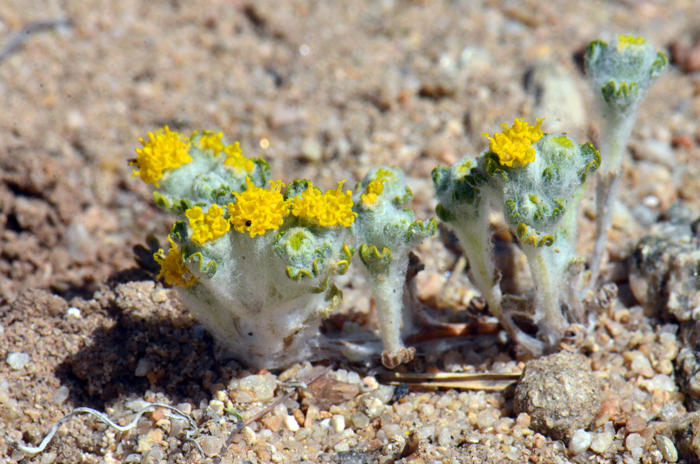 Pringle's Wooly Sunflower is a low growing species, woolly white over most of the plant often looking velvety and cotton-like. Plants grow in elevations from 1,000 to 6,500 feet in elevation. Eriophyllum pringlei