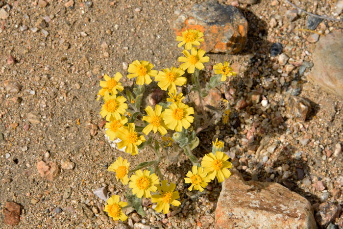 Wallace Eriophyllum may be found in elevations between 2,000 to 4,000 feet (610-1,219 m) and at sea-level to 7,400 feet (2,256 m) in California.  Eriophyllum wallacei