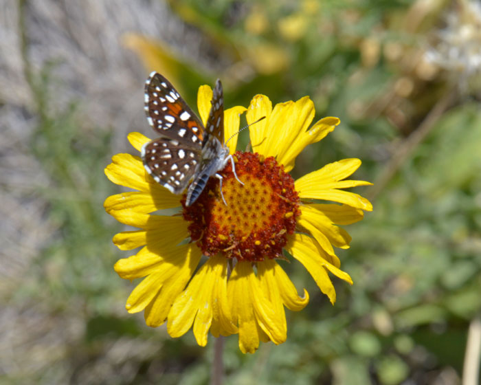 Red Dome Blanketflower flowers attract butterflies and other insects. In the photo is a butterfly of the Nymphalidae family of Brush-footed Butterflies. Gaillardia pinnatifida
