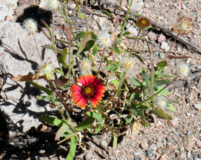 Indian blanket has green leaves and blades that are linear to oblong and some spatulate; lower leaves with supporting stalk and upper leaves are without such a stalk. The leaves are mostly rough in texture. Gaillardia pulchella