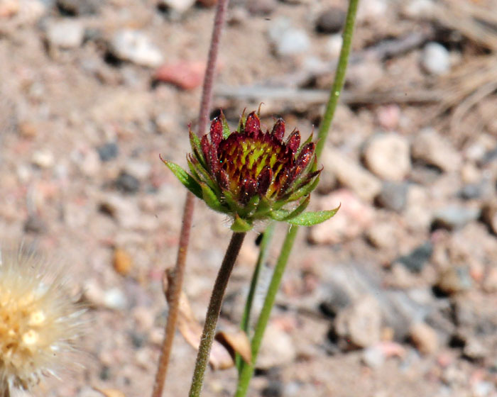 Indian blanket is a major wildflower of the prairies and meadows but is also native to most of the eastern half, southern half and southwest areas of the United States. It is absent in the northwest states and it also occurs in northeast Canada and northeast Mexico. Gaillardia pulchella