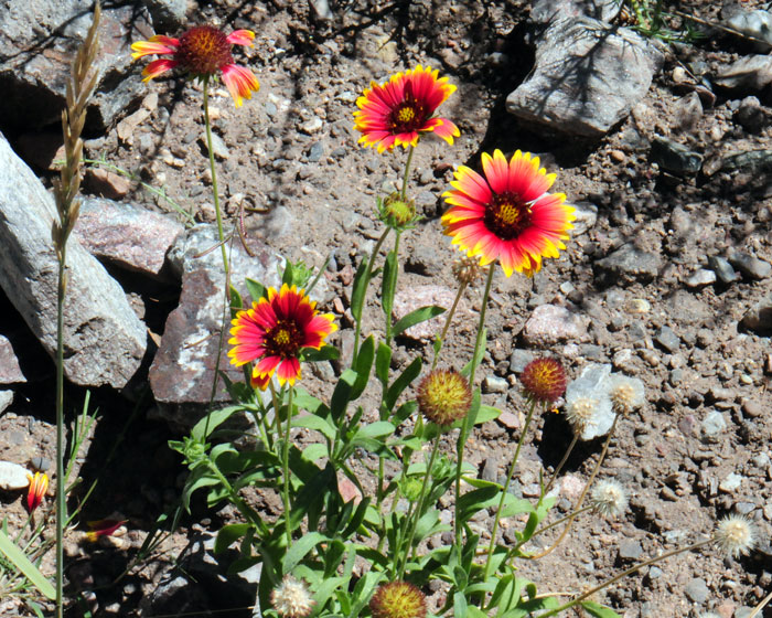 Indian Blanket is also called Firewheel and may grow up to 2 feet (30-60 cm) tall. This beautiful showy plant is one that someone might expect to find in well maintained gardens. There are several cultivars. Gaillardia pulchella