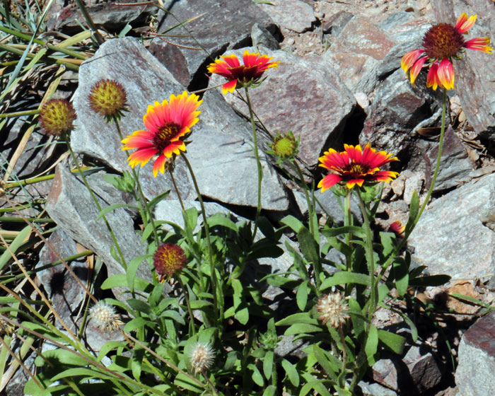 Because of their beauty and hardiness, Indianblanket, and many others are seeded along roadsides by highway departments.  The genus “Gaillardia” was named after Antoine Rene Gaillard de Charentonneau (1720-1789). Gaillardia pulchella