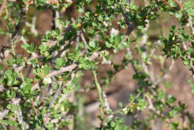 Jatropha cuneata, Physicnut, Southwest Desert Flora