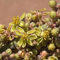 Flowers are greenish-yellow on Crucifixion Thorn or Holacantha, Castela emoryi