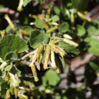 Brickellia californica, flowers may be pale yellow, green, white or pink; California Brickellbush