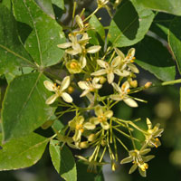 Flowers greenish-white to pale yellow; Common Hoptree or Wafer Ash, Ptelea trifoliata