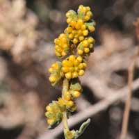 White Bursage has green inconspicuous flowers; male and female (monecious) intermixed on the same branches. Shown here are male flower buds clusters just before bloom. Ambrosia dumosa