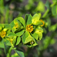 Mojave Spurge, Euphorbia incisa
