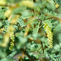 Prosopis pubescens, Screw Bean Mesquite