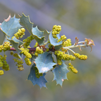 Sonoran Scrub Oak or Shrub Live Oak, Quercus turbinella