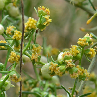 Cheesebush has both male and female flowers on the same plants. The flowers are yellow or white both fading to white or a pearly white. Unlike other members of the genus, Cheesebush male and female flowers are found in the same clusters. Flowers in the photograph are primarily male flowers (white pearl buds belong to female flowers. Ambrosia salsola 