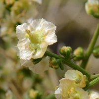 Cheesebush has yellow to white flowers, male and female on the same plants. The large whitish flower is a female. Note the small male flowers in stem axils directly behind the female flower. Ambrosia salsola 